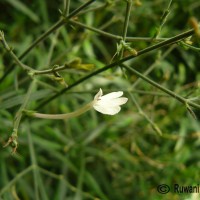 Rhinacanthus flavovirens Amaras. & Wijes.